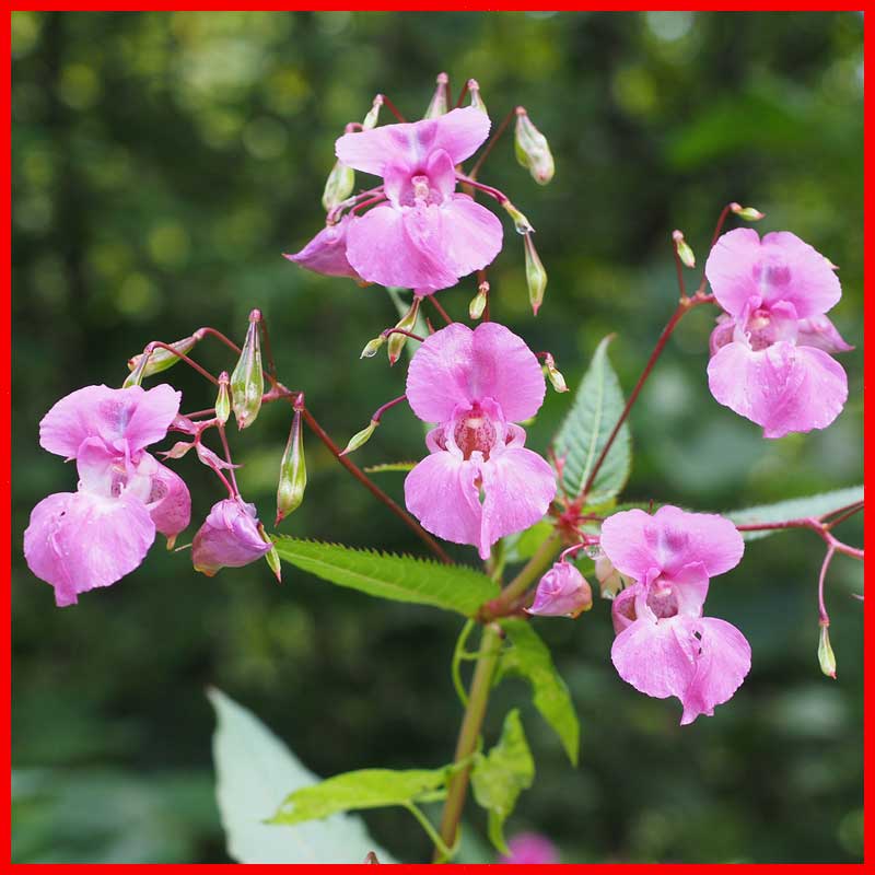 Drüsiges Springkraut, Impatiens glandulifera