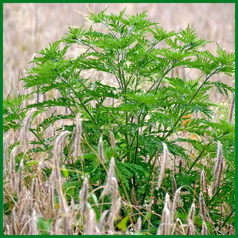 ragweed Ambrosia artemisiifolia