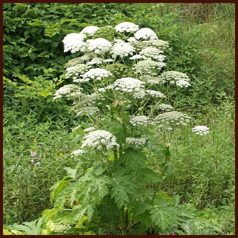 Riesen-Bärenklau, Heracleum mantegazzianum