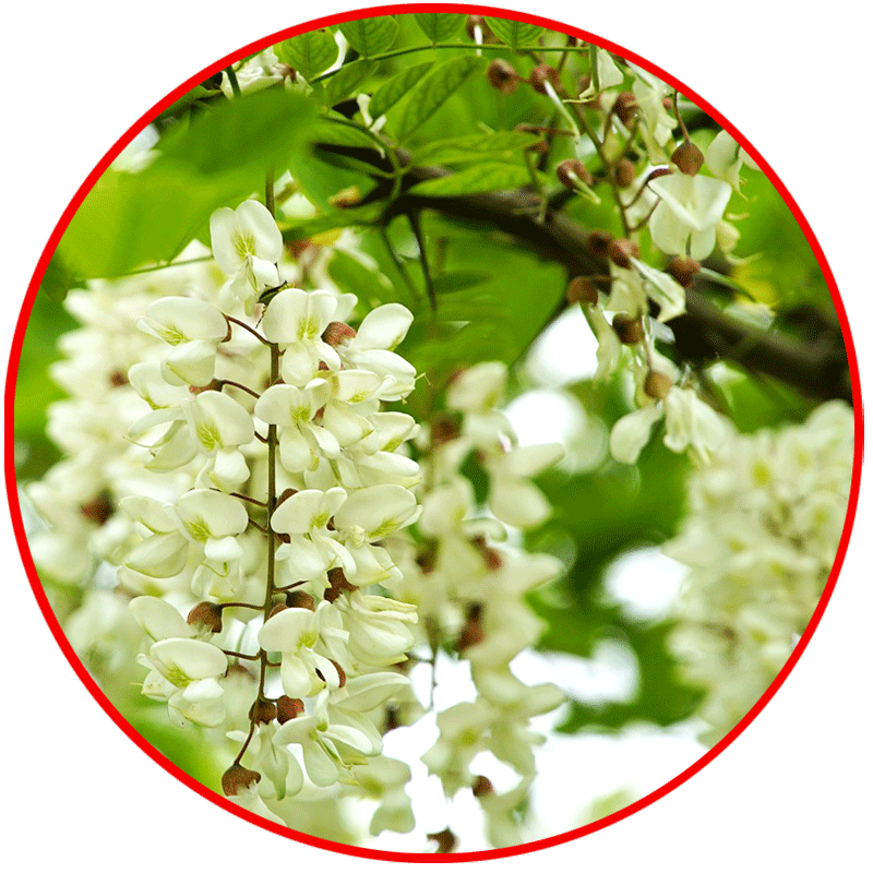 Gewöhnliche Robinie, robinia pseudoacacia