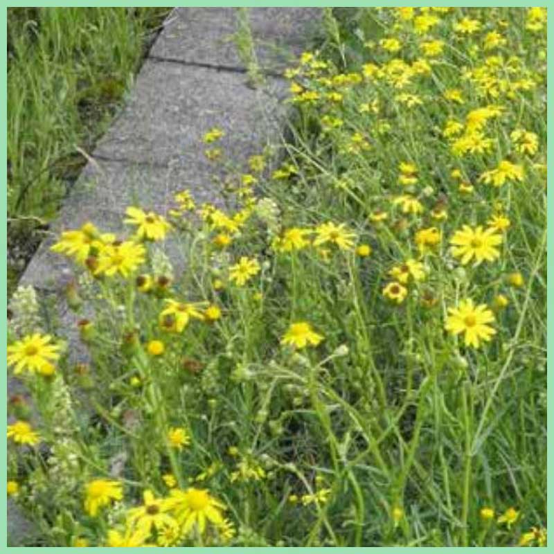 Schmalblättriges Greiskraut, Senecio inaequidens 