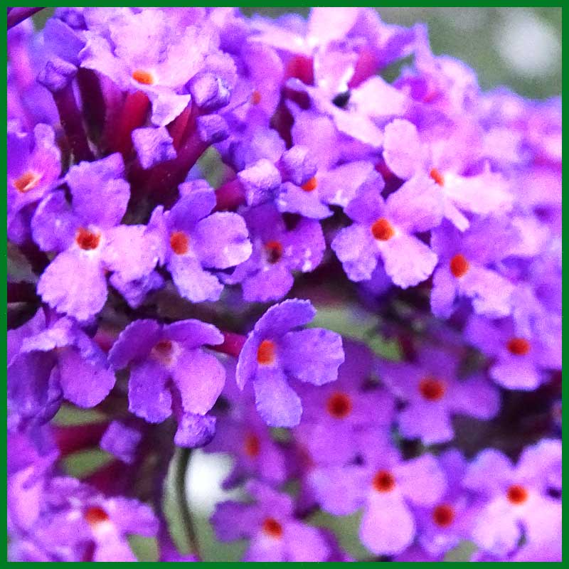 Gewöhnlicher Schmetterlingsflieder, Buddleja