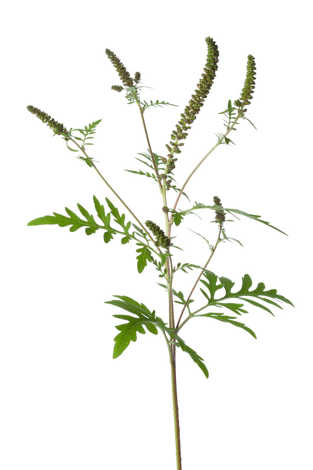 Ragweed, Ambrosia - invasive Neophyten verursachen hohe Kosten