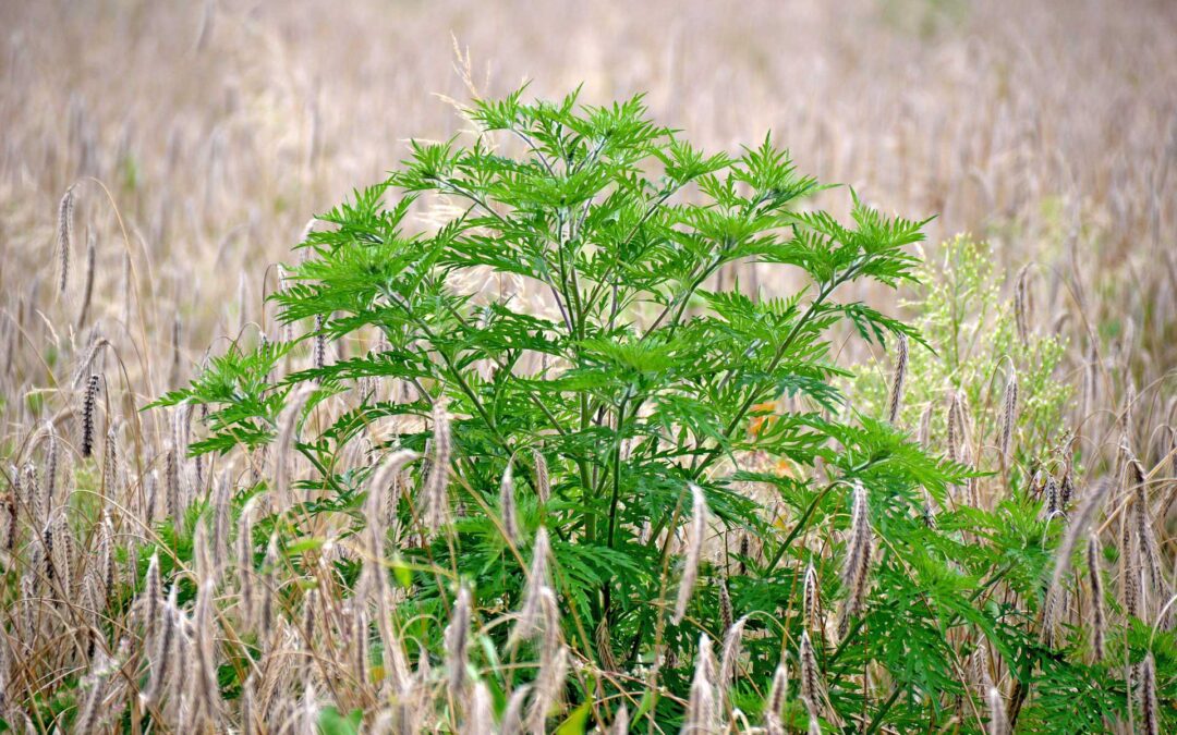 Ragweed – invasiv, allergen und kostenintensiv