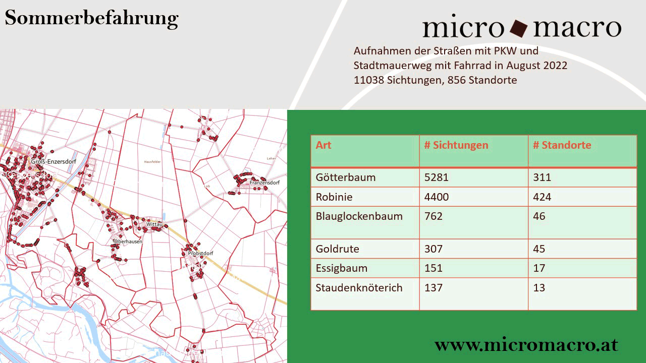 Beispiel Neophyten-Monitoring mit micromacro Künstlicher Intelligenz